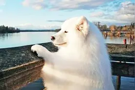 萨摩耶，掉毛小天使除了会掉毛，大概就只会卖萌了！