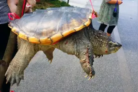 烈日下路边吊卖大乌龟是否恰当，乌龟属于什么动物你怎么看？视频封面