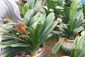 鸡蛋壳泡醋，千万别浇花，否则植物怎么死的都不知道视频封面