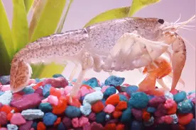 小龙虾吃金鱼，我被吓到了，这货也是食肉动物？