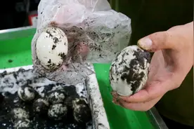 如何挑选咸鸭蛋个个出油？农村小伙用手摇一摇就知道，值得收藏！视频封面