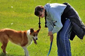 学会这几招后 狗狗独自在家再也没有弄乱过 真省心！训犬教学