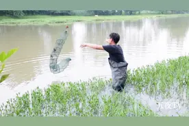 野生黄鳝泥鳅不好捉？农村小伙教你如何下网，让你一夜也捉好几斤