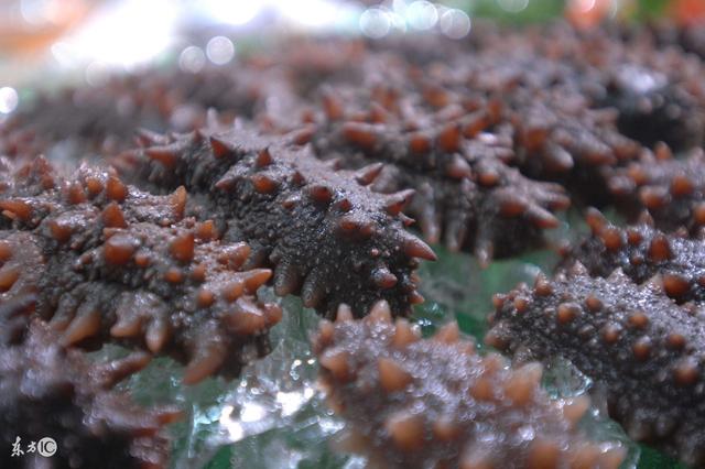 什么？这样泡发海参更有营养？