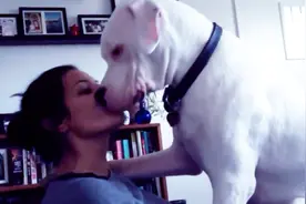 狗狗太顽皮了，直接坐在女主人身上撒娇，这姿势太尴尬了！视频封面