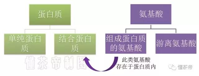 关于茶叶中蛋白质和氨基酸，那些不得不说的秘密