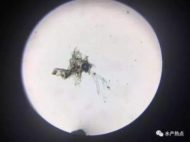 想杀蓝藻却担心泛塘？你需要注意这两点