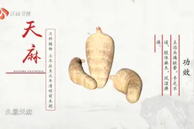 学点中医！本草纲目之天麻：主治头疼炫晕，肢体麻木，风湿痹痛！视频封面