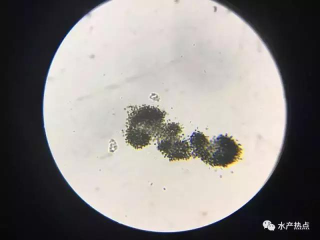 想杀蓝藻却担心泛塘？你需要注意这两点