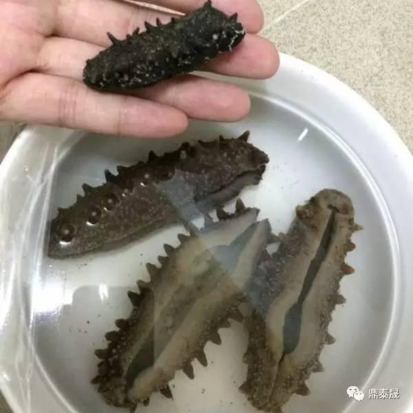 什么？这样泡发海参更有营养？