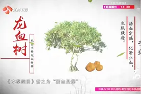 学点中药！本草纲目之龙血树：活血定痛，化瘀止血，生肌敛疮！视频封面