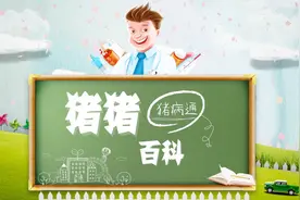 猪猪课堂——夏季猪腿不敢站立，轻松鉴别治疗！视频封面