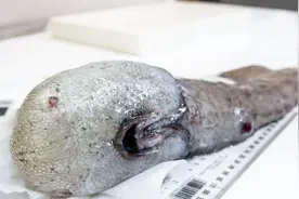 消失近百年的无脸鱼再次出现，一口一海螺，吃的有味