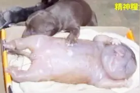 一条母狗生下半人半狗的怪物！而真相竟然如此扑朔迷离视频封面