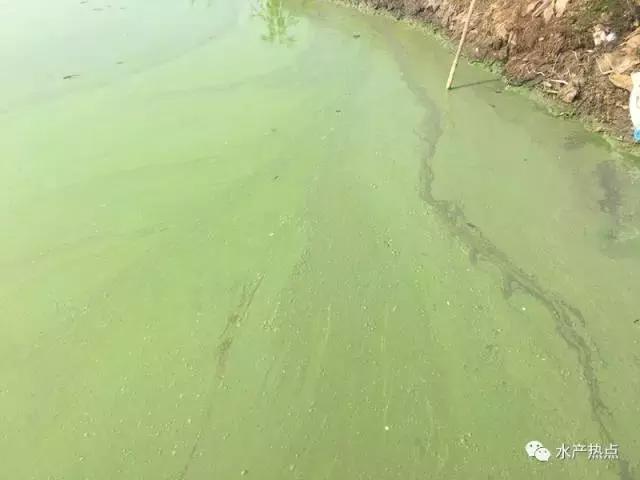 想杀蓝藻却担心泛塘？你需要注意这两点