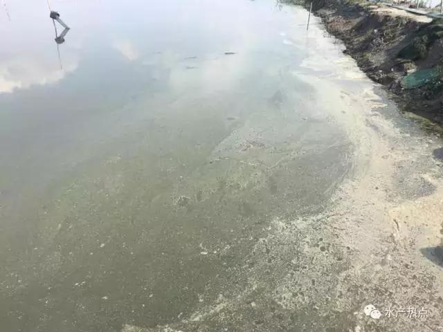 想杀蓝藻却担心泛塘？你需要注意这两点