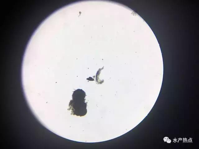 想杀蓝藻却担心泛塘？你需要注意这两点