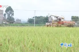 稻谷收割季：庄稼收割人背景离乡 24小时通宵收割