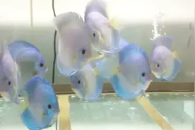 大鱼缸该养什么鱼、造什么景：看看这口美缸，大赞！七彩鱼