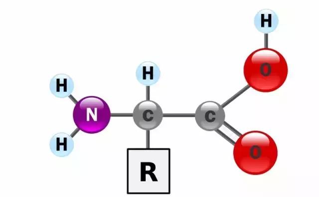 氨基酸是什么，对身体健康真的有那么管用吗