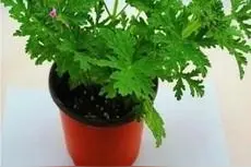 驱蚊草真的能驱赶蚊子吗？这些实验告诉你真相图片