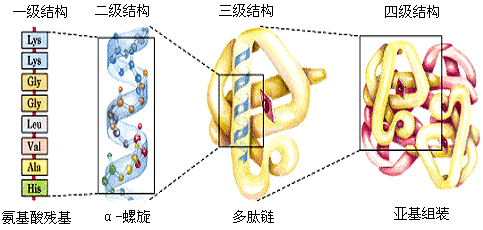 浅谈优质蛋白质以及蛋白质互补作用
