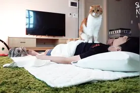 主人和猫咪一个房间睡了一晚，这一夜猫咪是怎么过的？