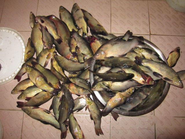 丁桂鱼鱼鳞需处理吗