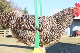 母鸡也能拿来当宠物 一点也不比小花猫差劲