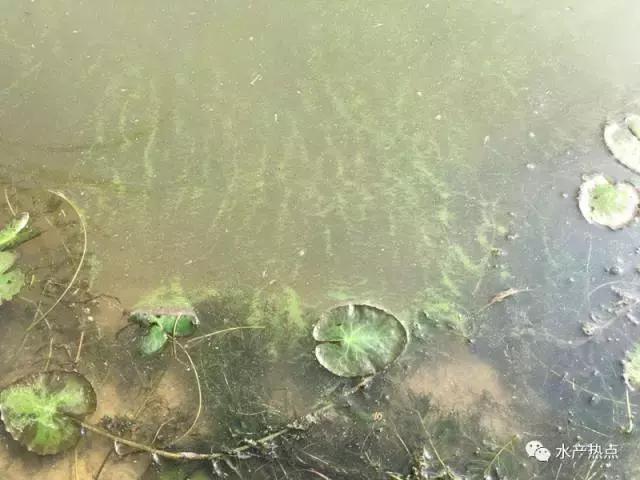 想杀蓝藻却担心泛塘？你需要注意这两点