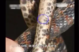 养殖科技682：蛇，区分蛇性别的很简易方法
