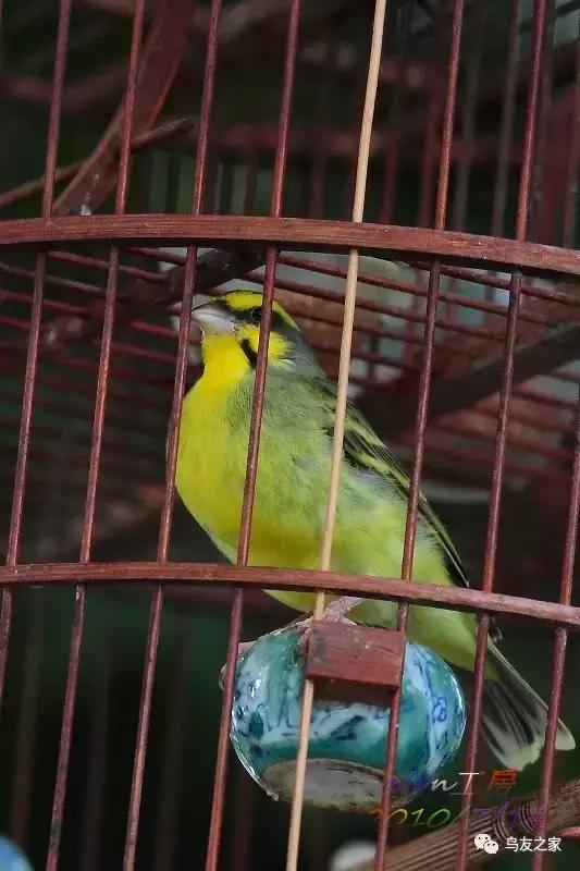 金青鸟公母咋分(金青饲养大全) - 绿巢号