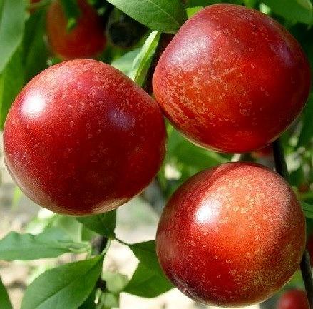 油桃的功效与作用及禁忌