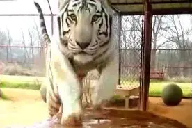 注意这不是静止画面，前方50秒处高能预警