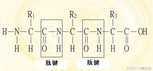 浅谈优质蛋白质以及蛋白质互补作用