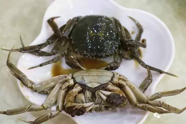 东海开渔,宁波的吃货就享福啦,憋了一个多月的嘴卯足劲吃