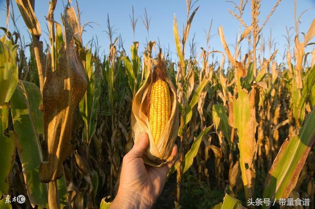 谷类的营养价值，食物之基础