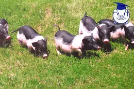 这种猪生长速度慢饲养报酬低，却被中国名猪文化节重点推崇！图片