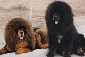 7大藏獒里最魁梧身价最贵的一种：大狮子头藏獒，一条价值40万图片