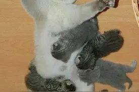 生无可恋的猫妈妈们，不知道计划生育么？少生几个会死啊！图片