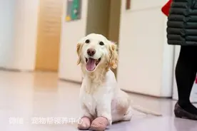 虽然遭逢恐怖遭遇、四肢被截肢，爱笑金毛犬奇奇坚强重新站起来！图片