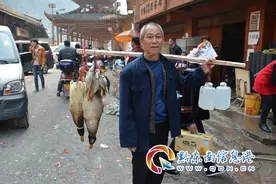 郎德苗寨迎来四面八方亲友进寨祝贺“招龙节”图片