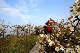 暖暖春风迎面吹  五和梨花朵朵开图片