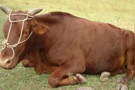 实拍：母牛看到一堆牛肉，伤心的一直叫视频封面