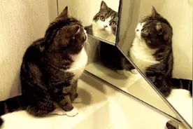 猫咪第1次看到镜子中的自己时，做出了这样的反应！快笑尿了！图片