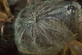 狼蛛蜕皮的过程太诡异了，看过的人没有一个不做恶梦啊！图片