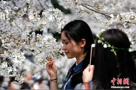 樱花不应该只有一种象征意义图片