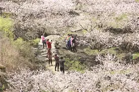 安顺樱花美  桃花也如画图片