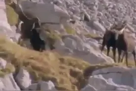 凶悍！老鹰抓捕比自己重几倍的山羊图片