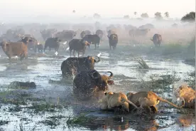 狮群意欲捕杀野牛幼崽，最终不敌野牛群落荒而逃图片